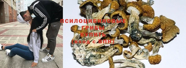 ПСИЛОЦИБИНОВЫЕ ГРИБЫ Алексеевка